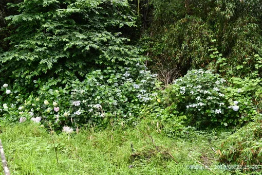 2019年6月（花）